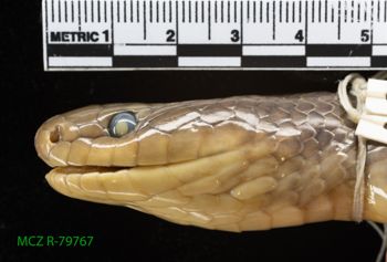Media type: image;   Herpetology R-79767 Description: Specimen photo;  Aspect: head lateral